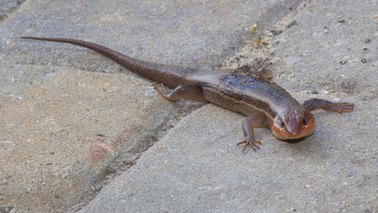 Lizard on the bricks