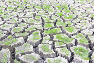 Green grass on cracked earth