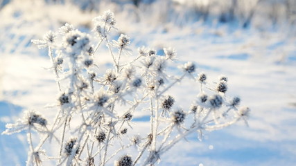 DOLLY: frozen grass in the sun