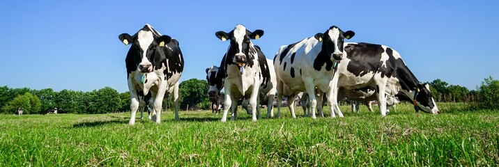 Panele Szklane  Krowy mleczne rasy holsztyńsko-fryzyjskiej na pastwisku, format panoramiczny