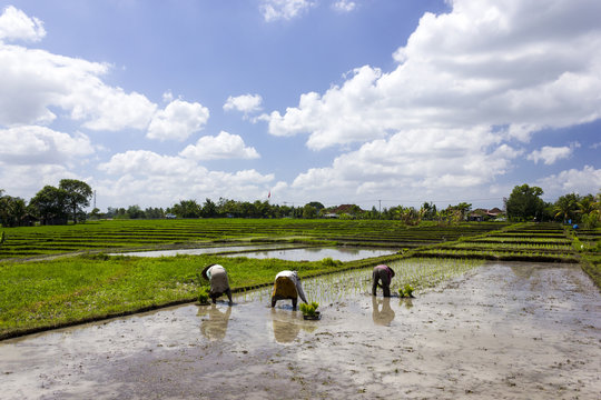 Abeit an den Reisterassen auf Bali 2