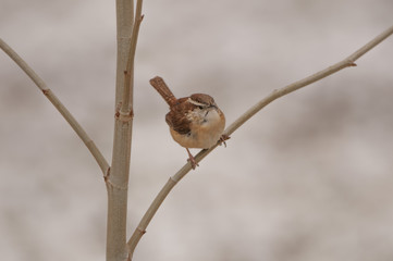 CAROLINA WREN