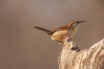 CAROLINA WREN