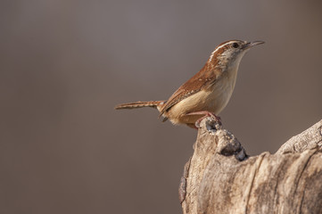 Fototapeta premium CAROLINA WREN