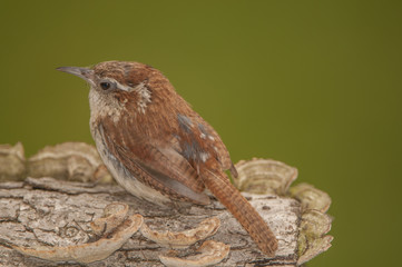 Fototapeta premium CAROLINA WREN
