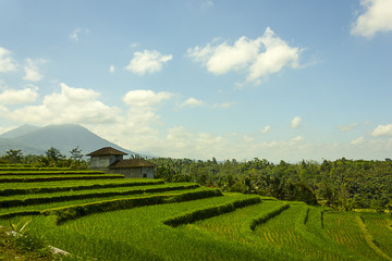 Reisterassen und Mount Batur Bali © andybier