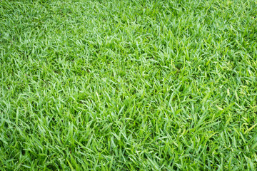 Close-up image of fresh spring green grass