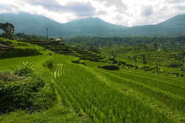 Reisterassen und Mount Batur