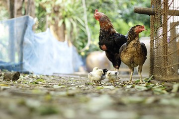 family chicken