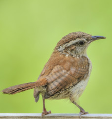 CAROLINA WREN
