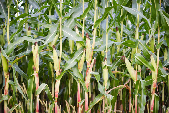 Green Maize Ears on the Stalks in Field
