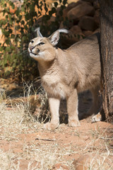 Caracal portrait