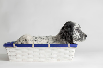 Ritratto di profilo di un cucciolo di cane setter inglese dentro una scatola in legno bianca e blu