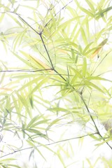 Obraz premium bamboo green