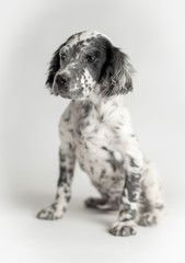 Ritratto di un cucciolo di cane setter inglese bianco e nero fotografato in studio con sfondo bianco