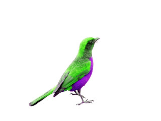 Colorful bird isolated on white background