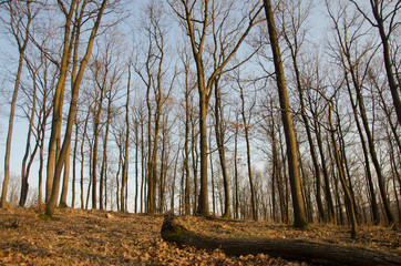 Fototapeta premium Landscape bare tree trunks