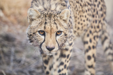 cheetah close up