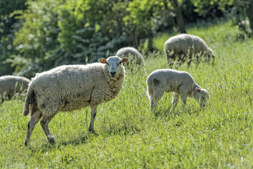 Schafe mit Lamm