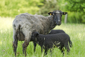 Schafe mit Lamm schwarz