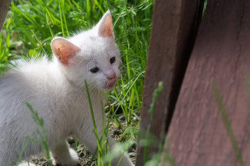 White Kitten in the Garden