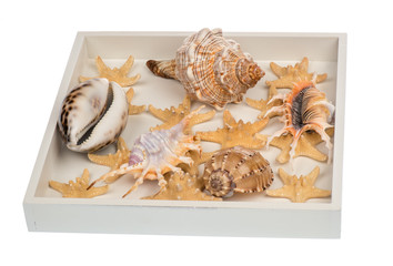 The variety of sea shells isolated.