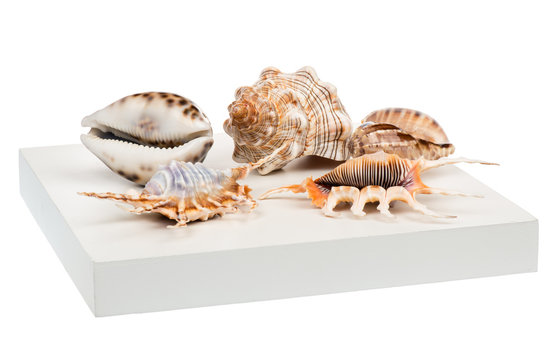 The variety of sea shells isolated.