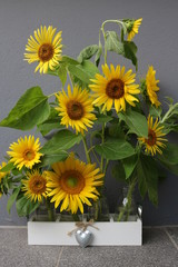 Sonnenblumen