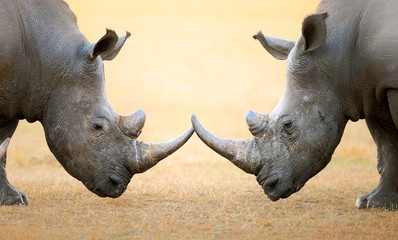 Rhinocéros blanc face à face
