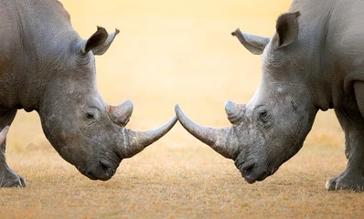 Printed roller blinds Rhino White Rhinoceros  head to head