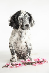 Ritratto di un cucciolo di cane setter inglese con un ramoscello di fiori di ciliegio