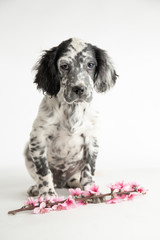 Ritratto di un cucciolo di cane setter inglese con un ramoscello di fiori di ciliegio