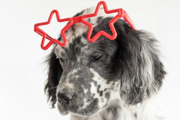 Ritratto di un cucciolo di cane setter inglese bianco e nero fcon occhiali a forma di stella con sfondo bianco - obrazy, fototapety, plakaty