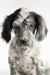 Ritratto di un cucciolo di cane setter inglese bianco e nero fotografato in studio con sfondo bianco