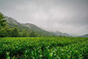 Fototapeta na wymiar Lung Ching tea fields around Hangzhou, China