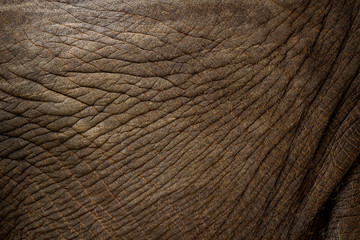 elephant skin