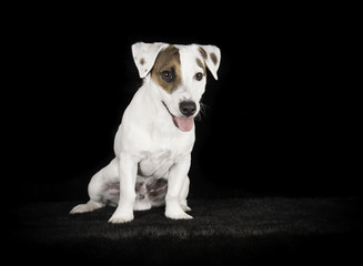 Jack Russell Terrier en studio sur fond noir