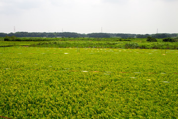 田園風景