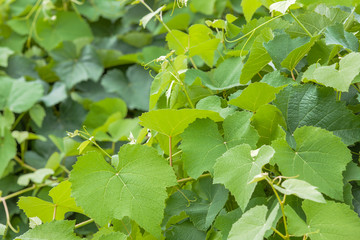 feuilles de vigne