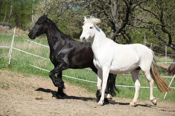 White andalusian horse with black friesian horse