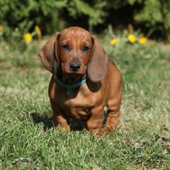 Dachshund puppy in the garden