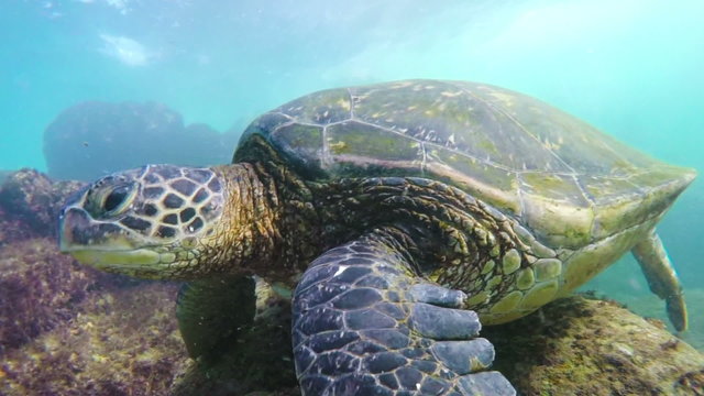Hawaiian Green Sea Turtle Swimming Around a Coral Reef
