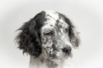 Ritratto della testa di un cucciolo di cane setter inglese bianco e nero fotografato in studio con sfondo bianco