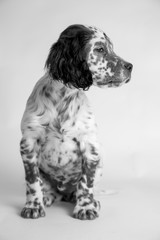 Ritratto di un cucciolo di cane setter inglese bianco e nero fotografato in studio con sfondo bianco