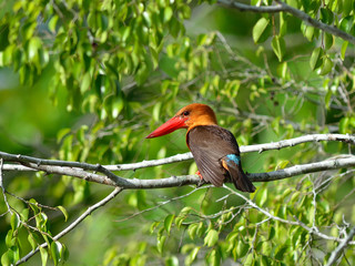 Bird (Brown-winged Kingfisher),Thailand