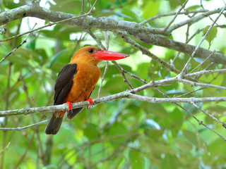 Bird (Brown-winged Kingfisher),Thailand