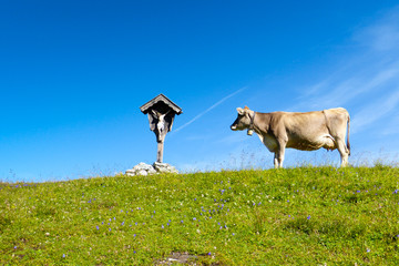 Almkuh am Wegkreuz