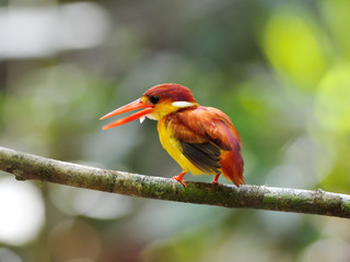 Bird (Rufous-backed Kingfisher),Thailand