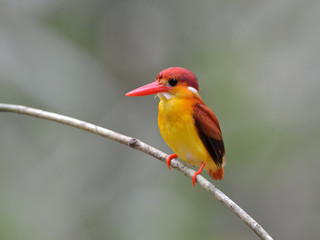 Obraz premium Bird (Rufous-backed Kingfisher),Thailand