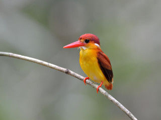 Bird (Rufous-backed Kingfisher),Thailand